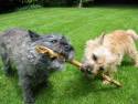 cairn_terrier_dogs