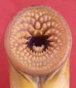 lamprey