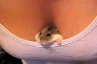 hamsterinbreasts