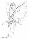 Cyrodil Space Moth