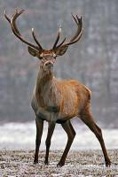 red-deer-stag-8552926