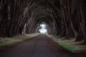 0006 Tunnel o&#039; Trees