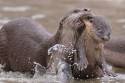 otters