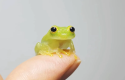 lil froggy 3