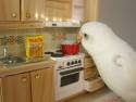 japanese-bird-cooking-spaghetti