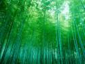 bamboo-forest-sagano-kyoto-japan