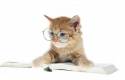 cat-reading-a-book-with-glasses-600x384