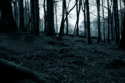 dark_forest