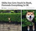 shiba inu gets stuck in bush