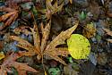 that `wet leaves` smell