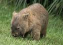 this-is-a-wombat