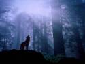 wolf-forest-night-howl