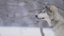 snow-wolf